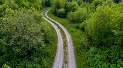 Canvas Print - Winding Dirt Road Surrounded by Lush Green Trees in Scenic Nature Landscape : Generative AI