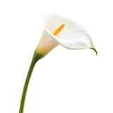 white lily isolated on white