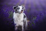 Border collie dogs in lavender fields