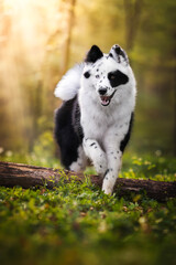 yakutian laika dog at the forest