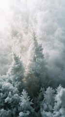 Aufkleber - Towering evergreens blanketed in frost stand proudly as soft winter clouds envelop their base, creating a tranquil atmosphere in a winter wonderland. The scene evokes peace and solitude