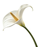 Elegant White Calla Lily Flower