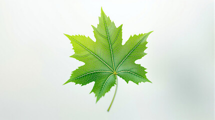 Poster - A vibrant green maple leaf against a stark white background, its intricate details highlighted by the play of light and shadow.