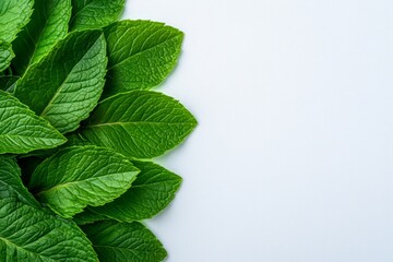Wall Mural - A flat lay of fresh mint leaves on a white background, symbolizing health and wellness for an Asian skincare product advertisement. The composition is minimalist, with the focus on the greenery,