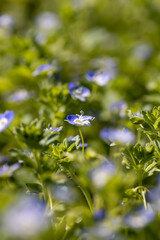 Wall Mural - close-up of bushes of plants blooming with small blue flowers