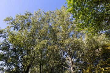 Wall Mural - different types of deciduous trees in the park at the end of summer