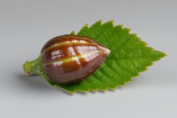 Wall Mural - Hazelnut with shell and leaf isolated on a white background, detailed photograph