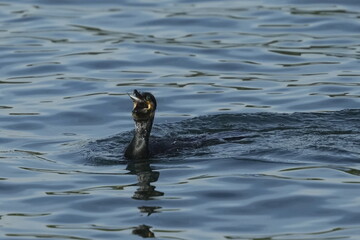 Poster - cormorant in a sea