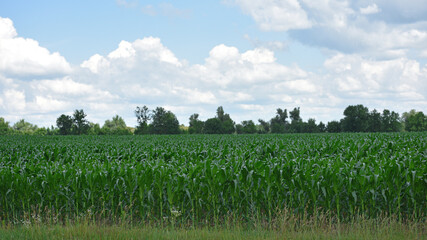 Wall Mural - green corn leaves. Corn farm. photo of corn field. concept of good harvest, agricultural. Field of corn in spring or early summer. industrial background. farmland, view of the field