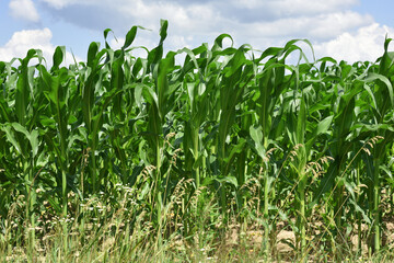 Wall Mural - green corn leaves. Corn farm. photo of corn field. concept of good harvest, agricultural. Field of corn in spring or early summer. agricultural, industrial background. farmland