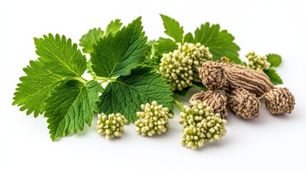 Poster - Bunch of green leaves with delicate white flowers in natural setting