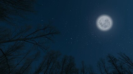 Wall Mural - starry sky in the night forest