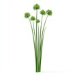 © Jamlong - Fresh Green Plant Stems with Round Buds on White Background