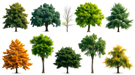 Poster - a collection of various vibrant trees, isolated against a bright backdrop, showcasing their diverse foliage and shapes