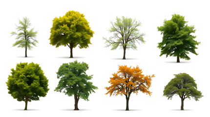 Poster - a collection of diverse trees, showcasing various shapes, sizes and foliage
