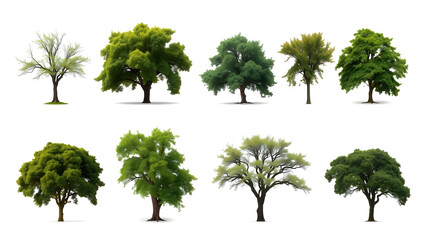 Poster - a collection of various trees isolated on a blank canvas, showcasing their unique shapes, colors, and textures