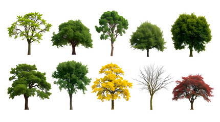 Poster - collection of different tree species, each showcasing unique foliage and characteristics. The trees are arranged in rows