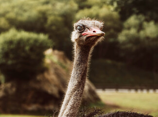 Curious ostrich gazing at the camera in lush green surroundings