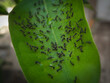 © bani_art.21 - a large group of black ants swarming on the surface of a green leaf