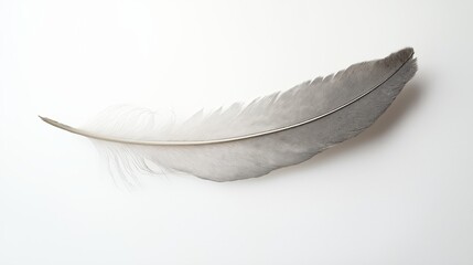 Poster - A single feather resting on a blank white background