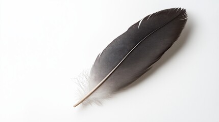 Poster - A single feather resting on a blank white background