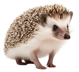 Wall Mural - png porcupine hedgehog animal mammal.