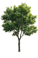 isolated deciduous tree with lush green foliage, perfect for architectural renderings, landscape des
