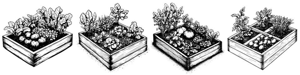 hand drawn vector illustration of four garden beds with various vegetables and herbs growing in them