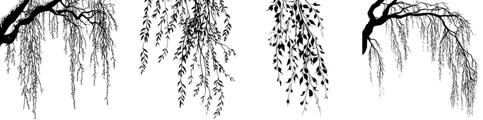 Poster - Hand-drawn vector illustration of elegant willow tree branches with varied leaf patterns and textures