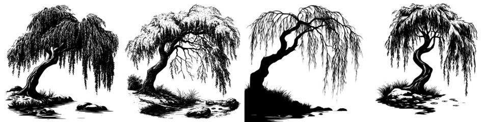 Poster - Hand drawn vector illustration of four different willow trees in a serene landscape setting