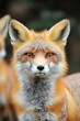 © Ivan - Vibrant fox portrait showcases striking fur patterns and express
