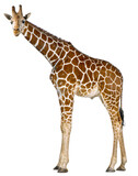 Full body shot of reticulated giraffe isolated on transparent background, showcasing its unique coat pattern