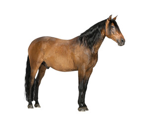 studio shot of a brown horse standing still on a transparent background