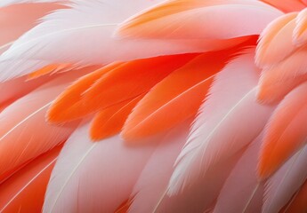 Poster - Close-up View of Vibrant Pink and Orange Feathers, Showcasing Their Delicate Texture and Bright Colors, Perfect for Nature and Wildlife Themes