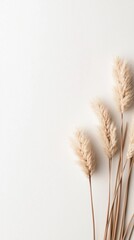 Poster - Decorative dried grasses arrangement minimalist studio clean background close-up natural aesthetic