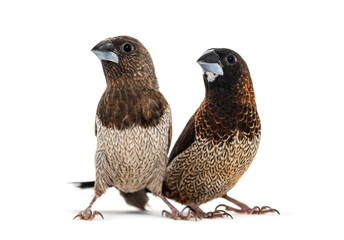 Wall Mural - male and female society finch together, lonchura striata domestica, also known as the bengali finch,
