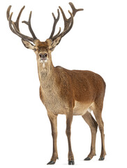 Wall Mural - full body shot of a red deer stag, cervus elaphus, with imposing antlers, isolated on transparent ba