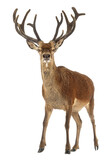Majestic red deer stag with large antlers standing on a transparent background, perfect for wildlife and nature projects