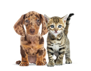 Aufkleber - Cute  shorthair Dachshund puppy and kitten sitting together, isolate on white