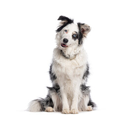 Poster - Border collie dog sitting and posing on white background