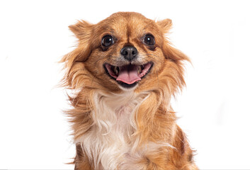 Fototapete - Happy chihuahua dog smiling on white background