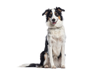 Poster - Border collie sitting and panting on white background