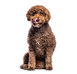Poster - Spanish water dog licking its nose while sitting on white background