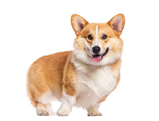 Aufkleber - Adorable welsh corgi Pembroke panting and smiling on white background