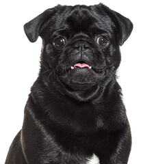 Poster - Black pug panting and looking at camera on white background