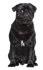 Poster - Adorable black pug sitting calmly, showcasing its charming personality against a transparent background