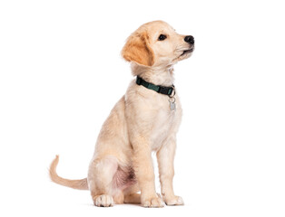 Aufkleber - Adorable Three months old golden retriever puppy sitting and looking up attentively
