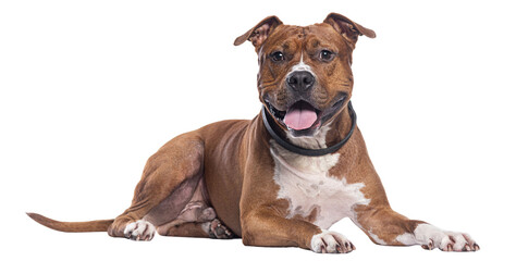 Poster - Red and white amstaff dog wearing a collar, looking at the camera lying down and sticking its tongue out, isolated on white