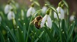 © Tata - Bee collecting nectar from a snowdrop flower in a blooming spring garden