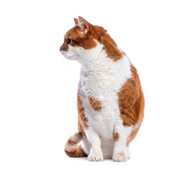 Poster - Crossbreed domestic cat sitting and looking away from camera, isolated on white background